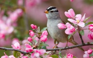 Primavera uccellino